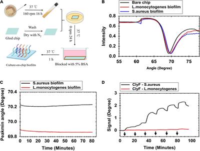 In-situ and Real-Time Monitoring of the Interaction Between Lysins and Staphylococcus aureus Biofilm by Surface Plasmon Resonance